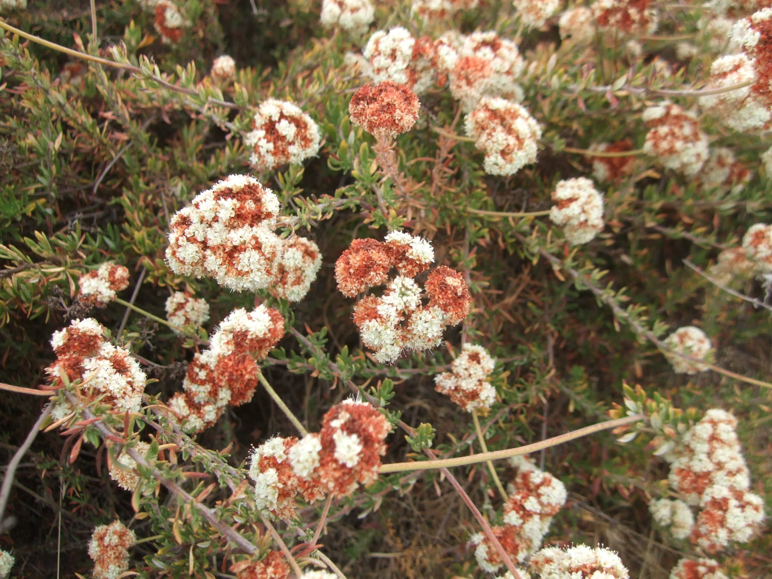 CA Buckwheat