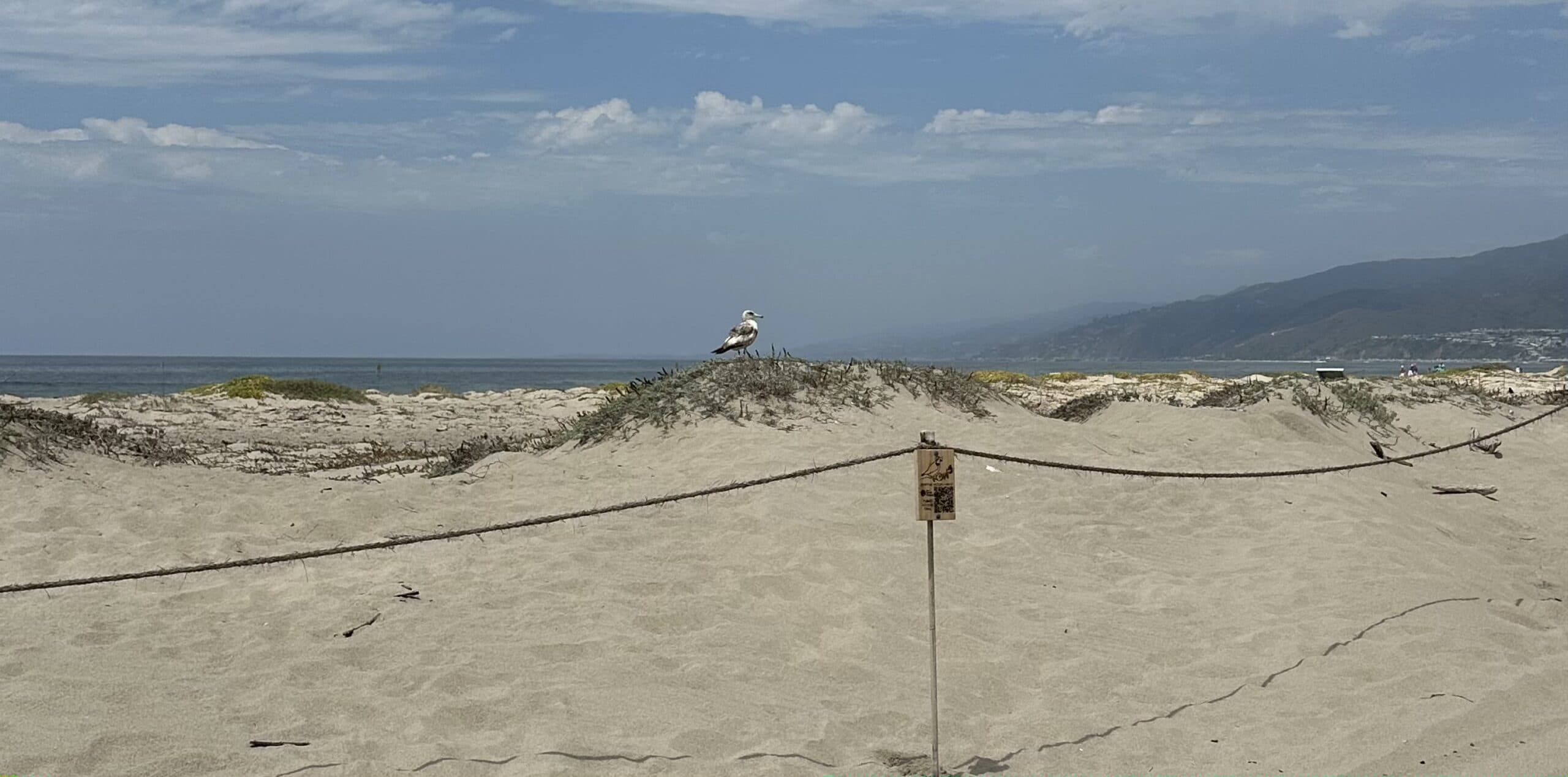 Image of Santa Monica beach dune restoration project displaying dunes and native CA plants