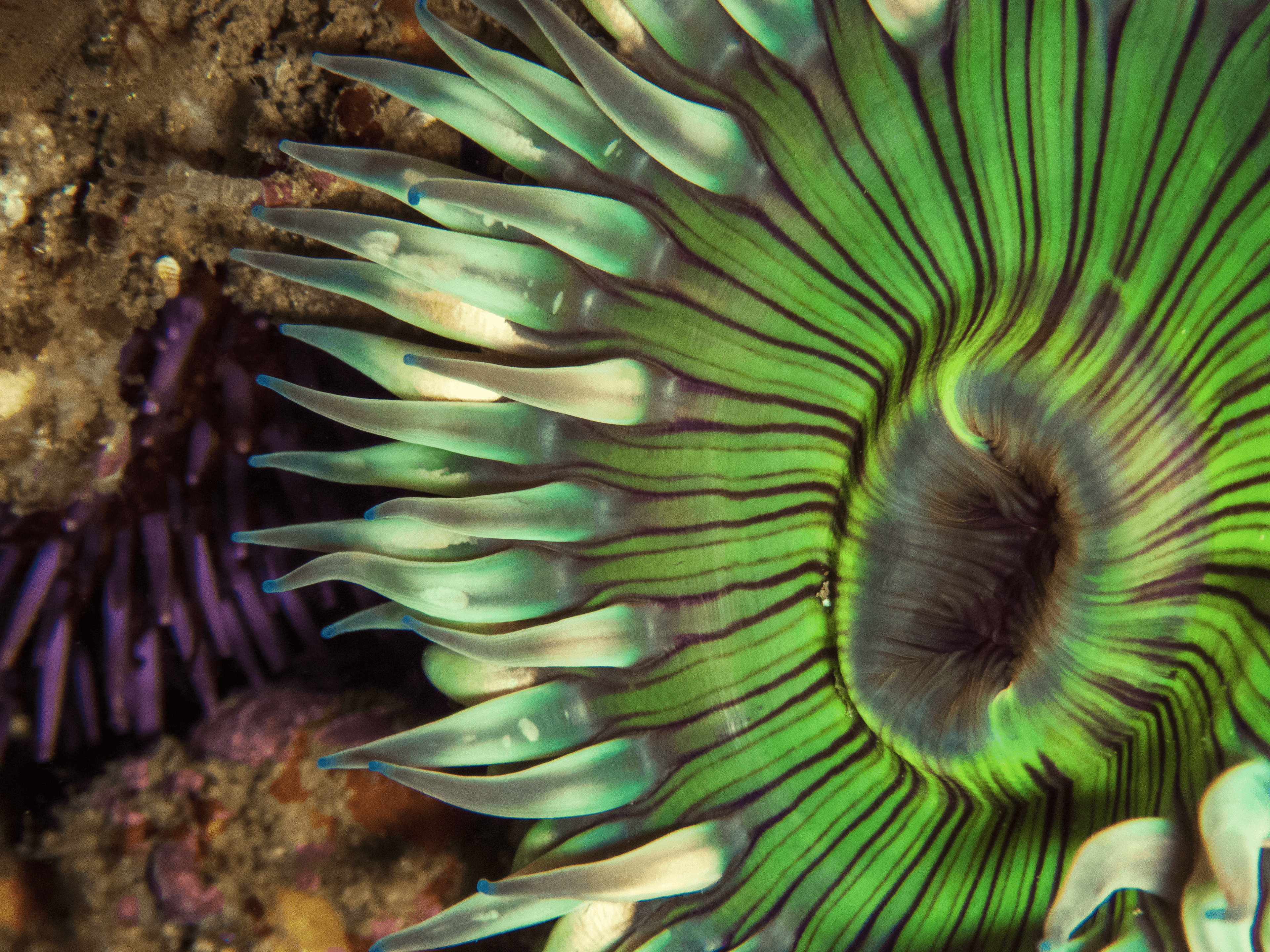 urchinAnemone