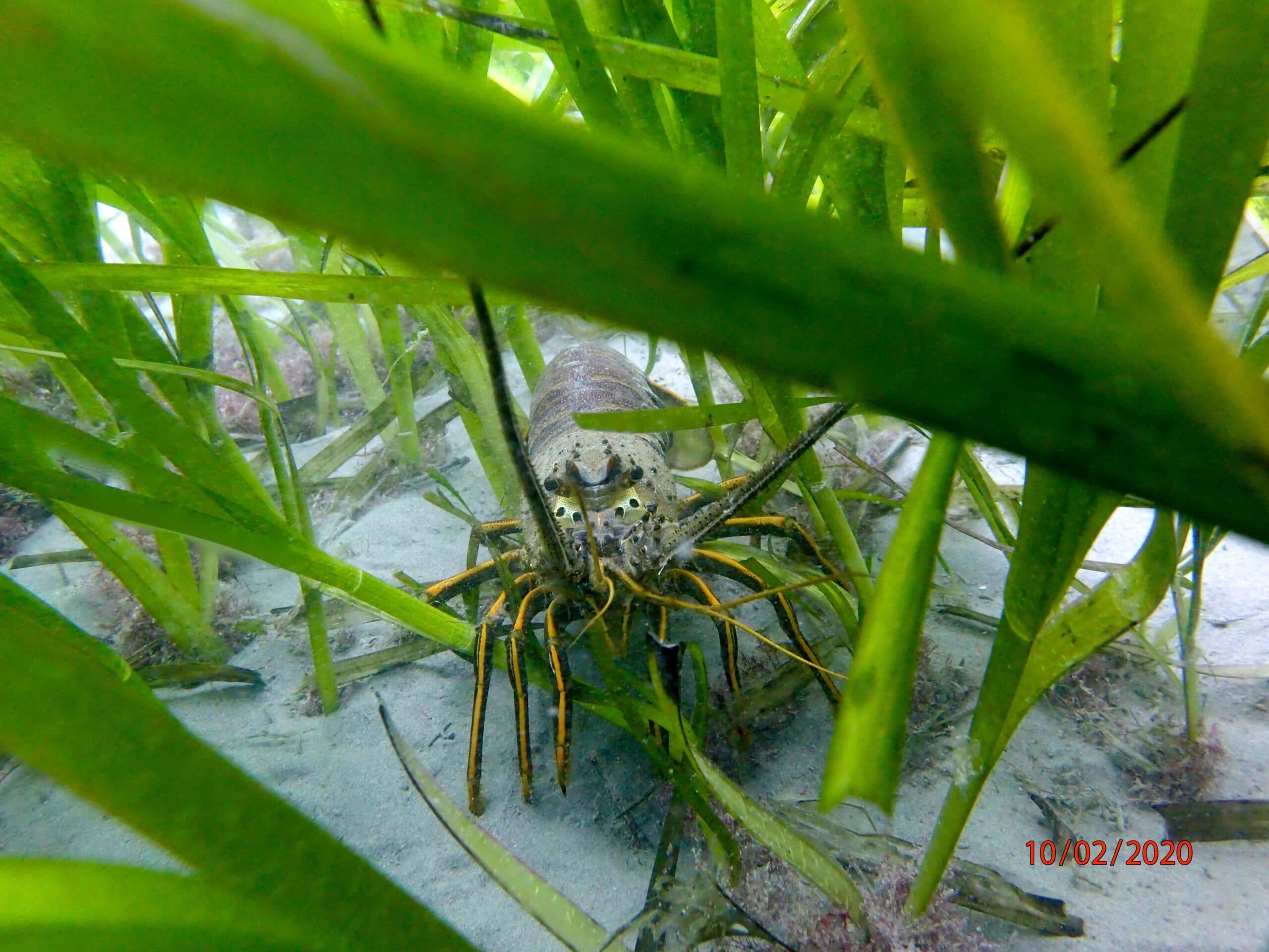 Lobster Eelgrass
