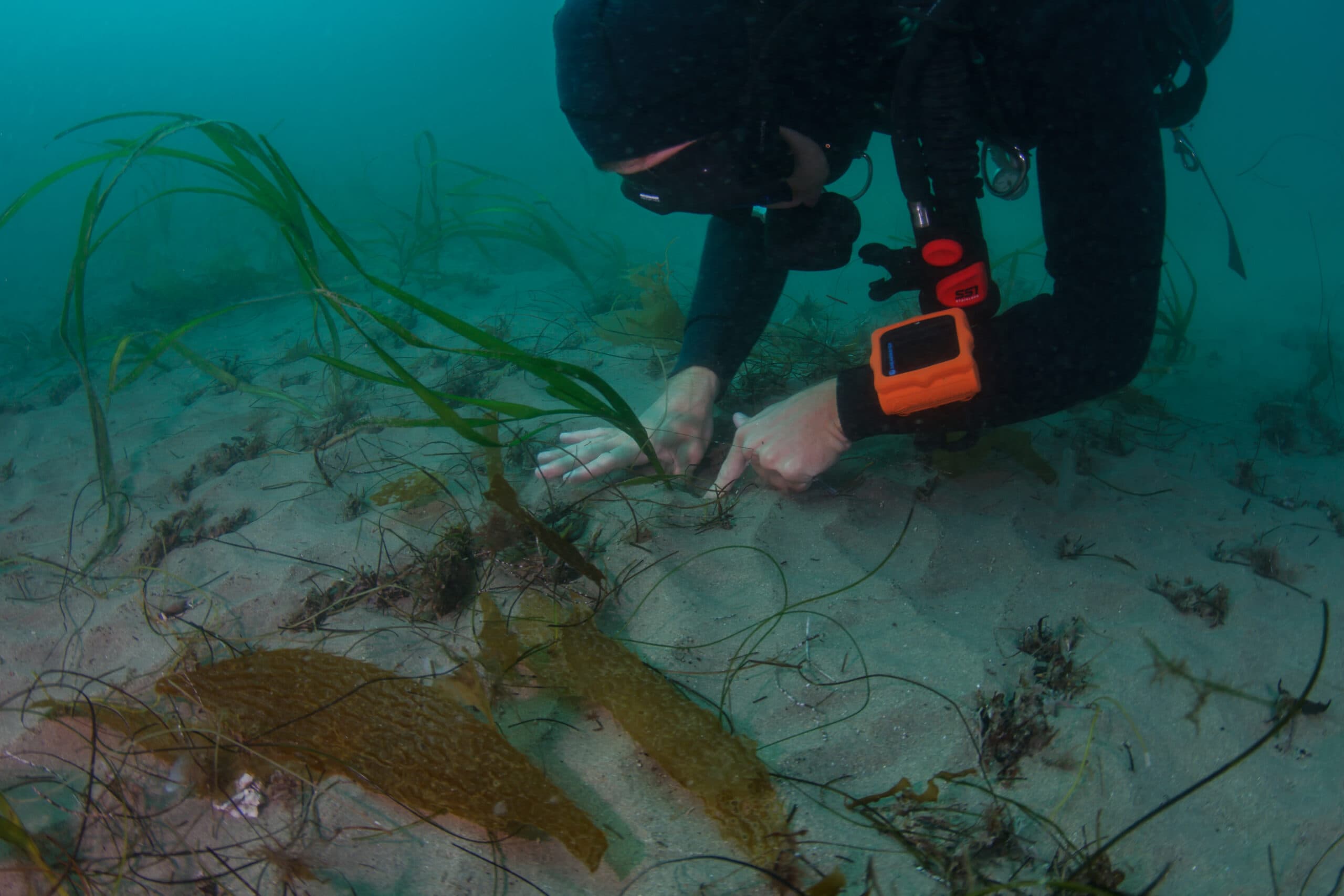 Chemical Contaminants