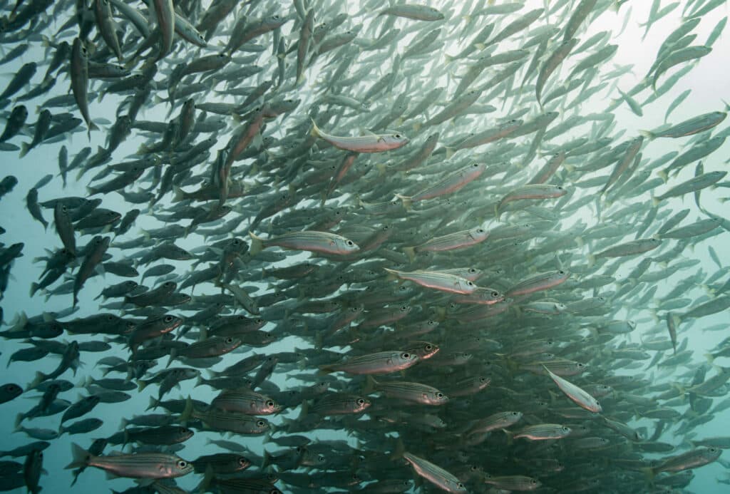 SchoolofFish_A_ObazaPhoto_10_2_2020_EastEnd_Catalina_2-scaled